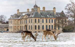 Two deer stand in the snow in front of Belton House. 