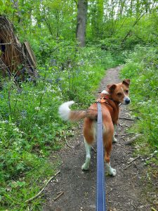 Bentley in Bourne Woods