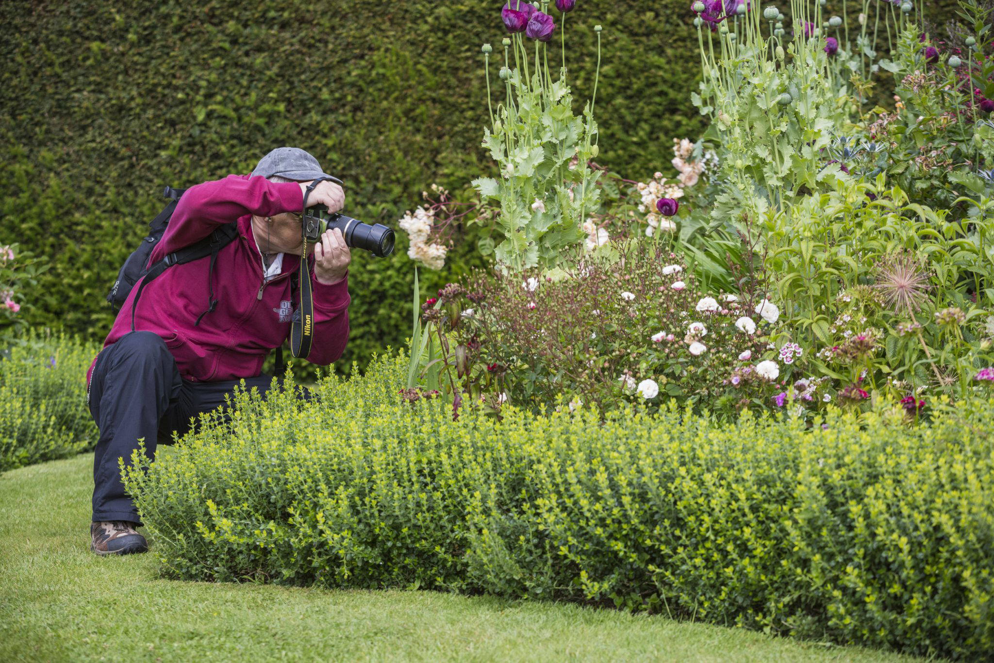Visitor taking photographs in the garden at Antony House, Cornwall
