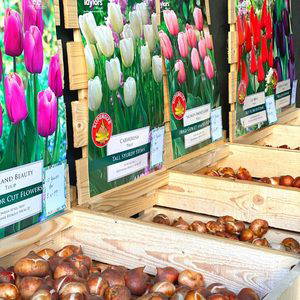 Bulb Planting Workshop Photo